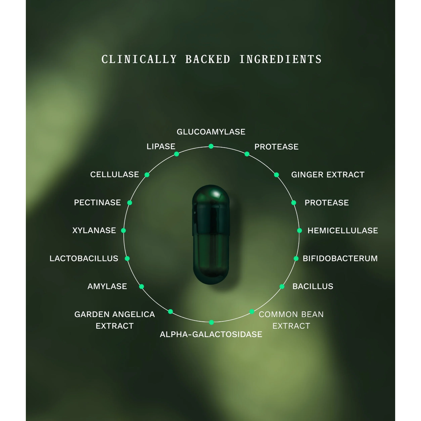 Insentials Symbiotic Digest (Gut Day)